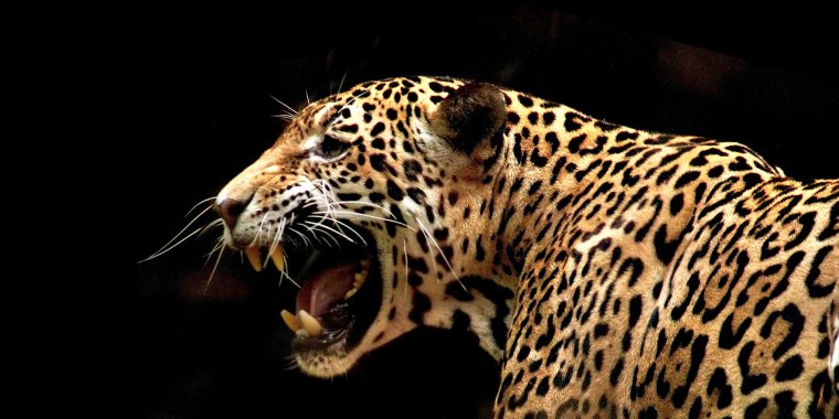 Леопард оскал профиль
