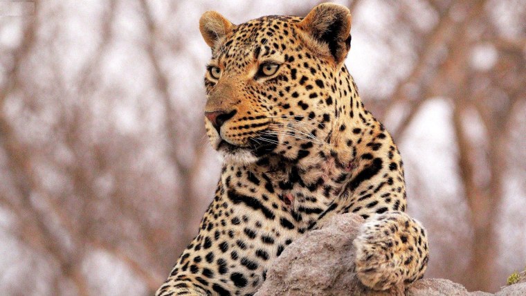 Обои на рабочий стол леопард