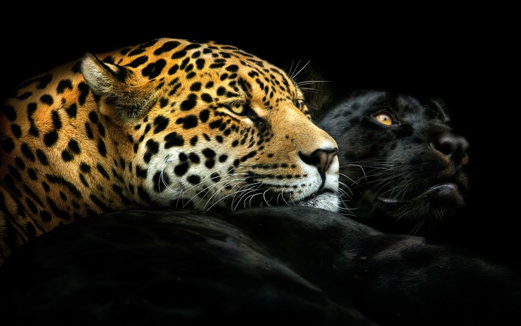 Животные на черном фоне