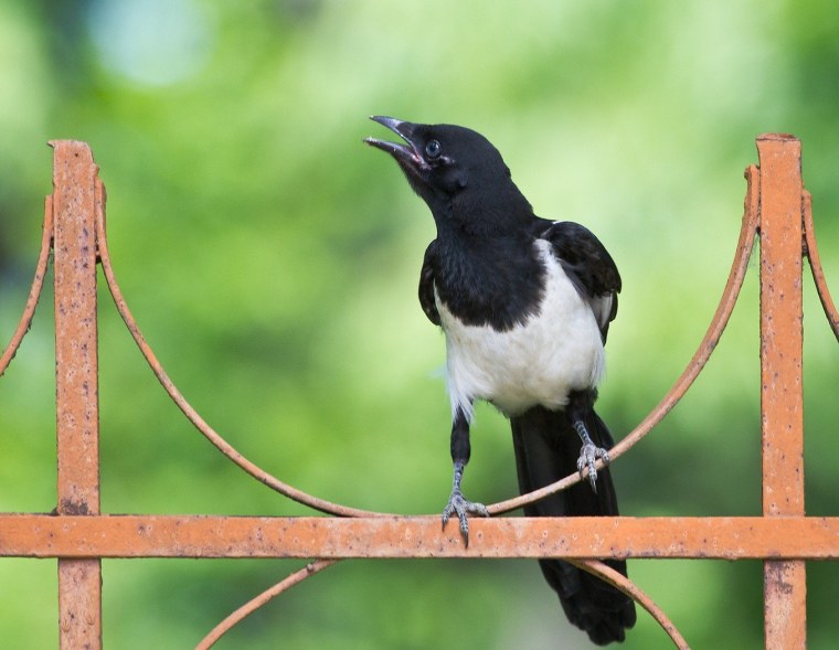 Сороки город