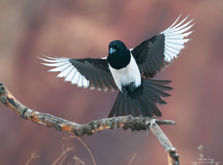 Весенние птички сорока