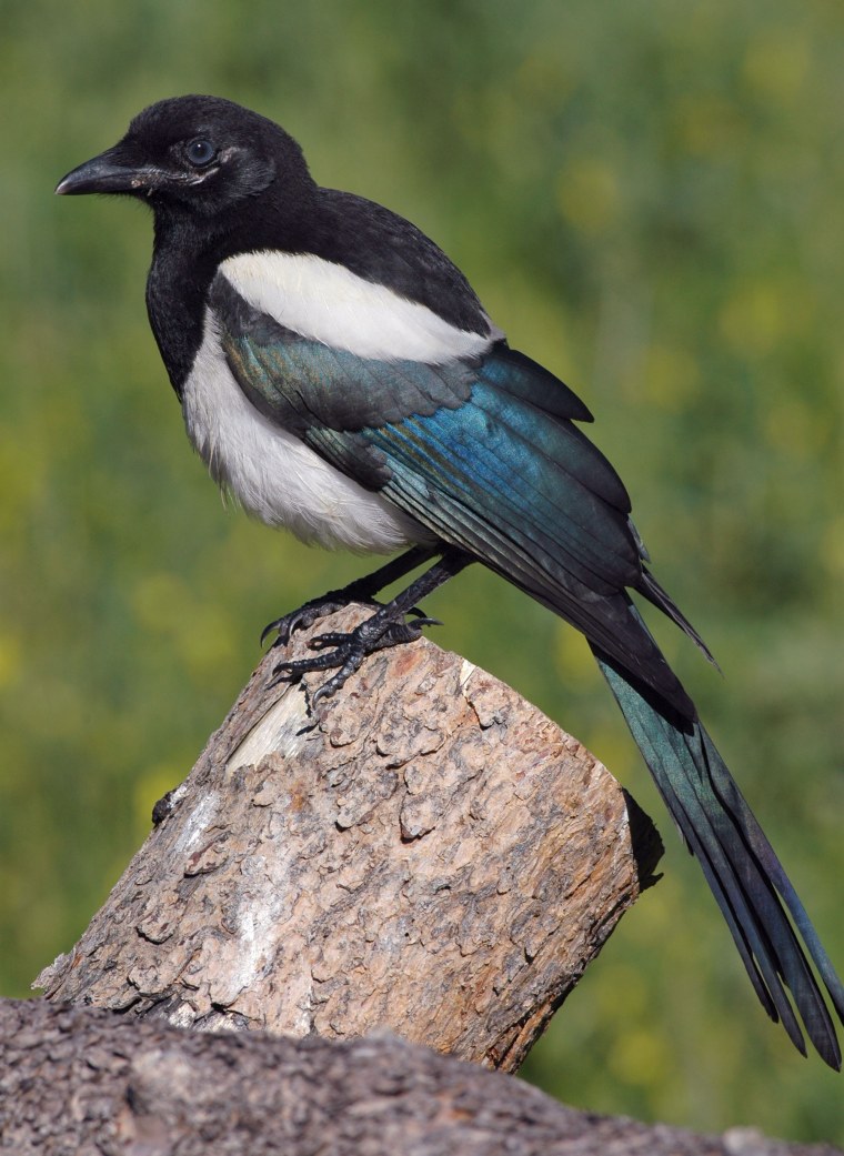 Семейство врановые сорока