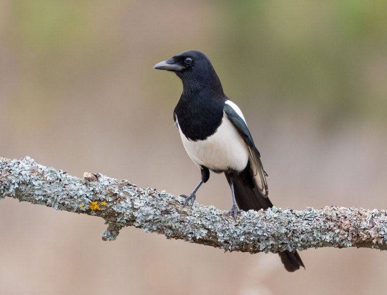 Австралийская певчая сорока