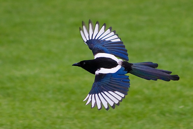 Сорока полёт