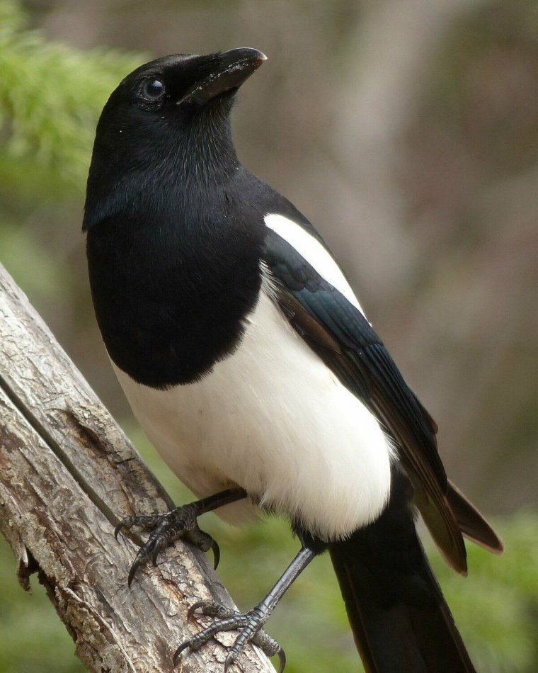 Сорока белобока птица