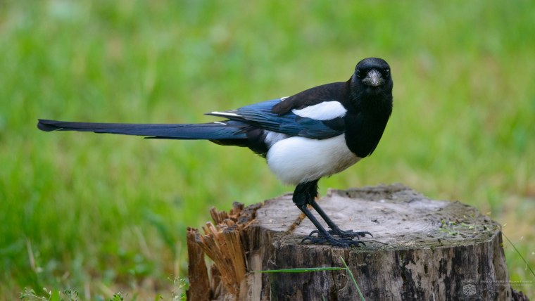 Сорока обыкновенная