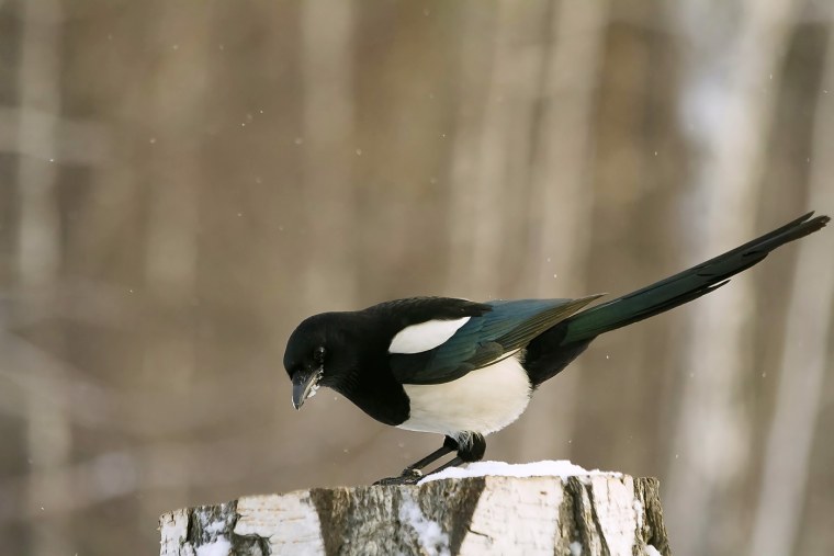 Сорока белобока птица
