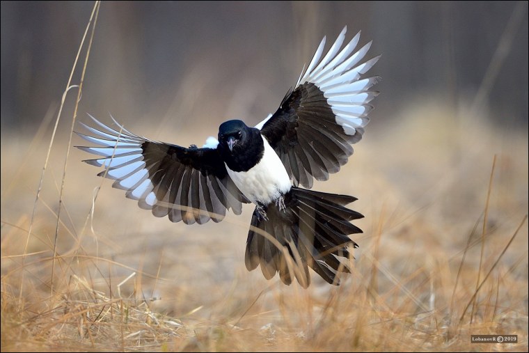 Сорока размах крыльев