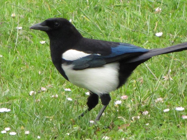 Сорока Перелетная птица или нет