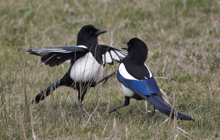 Сороки стая