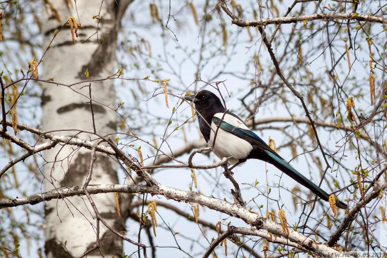 Сорока на Березе