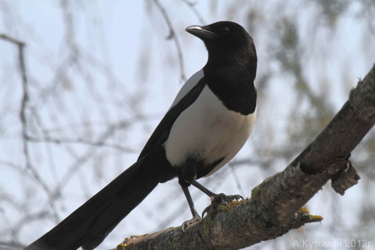 Сорока белохвостая