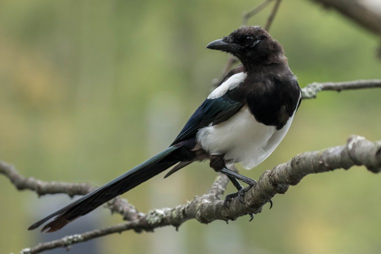 Врановые сороки