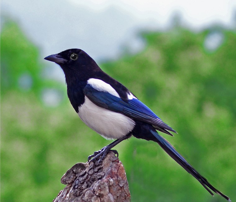 Европейская сорока