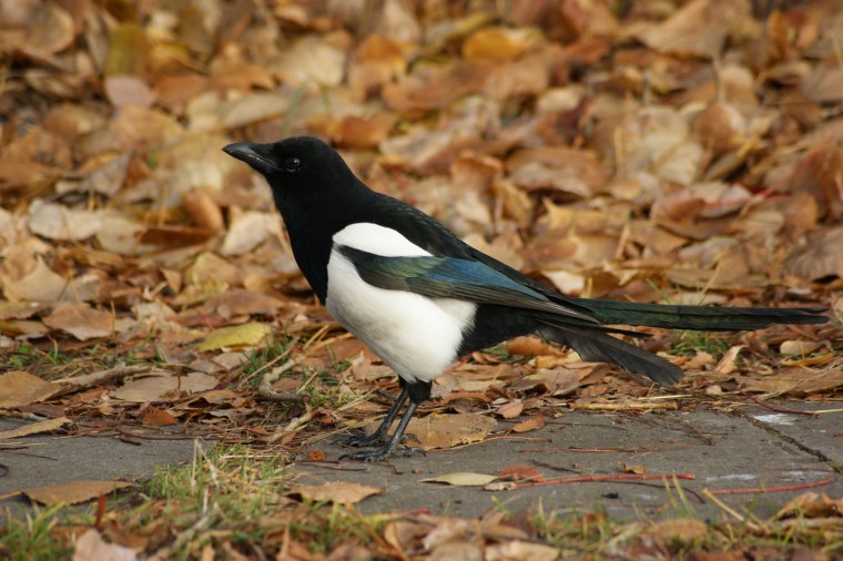 Сорока белобока птица