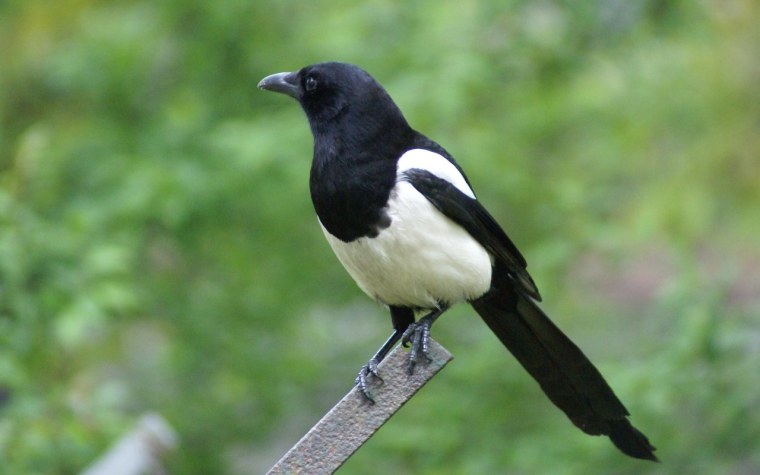 Евразийская сорока