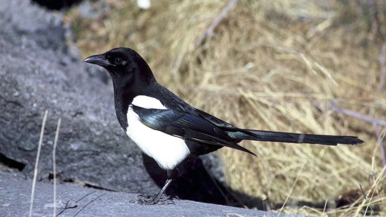 Боровая сорока