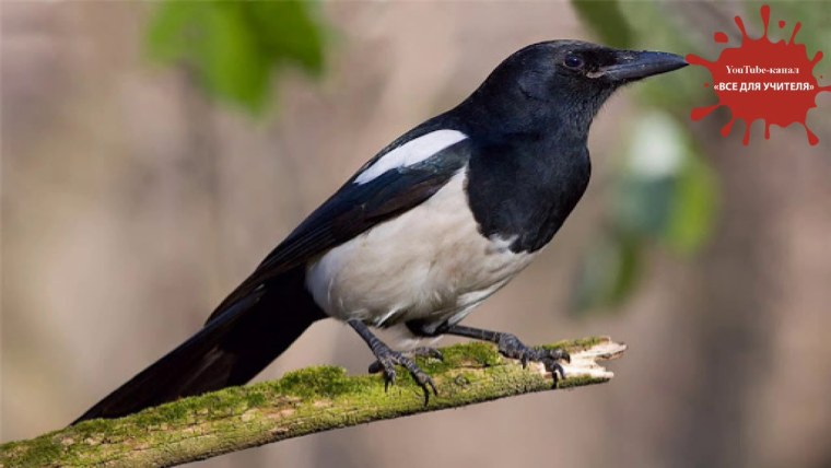 Птицы России сорока