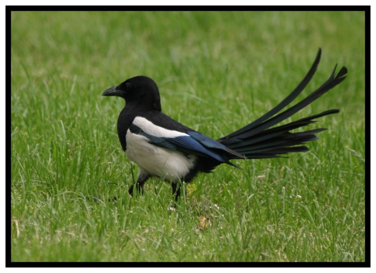 Хвост птицы