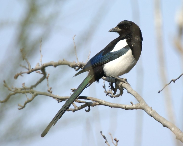 Врановые сороки