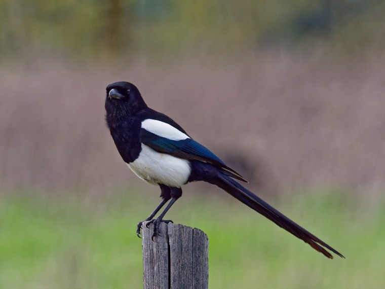 Сорока обыкновенная птицы