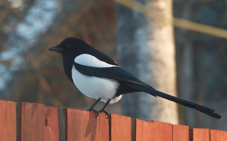 Сорока белобока птица