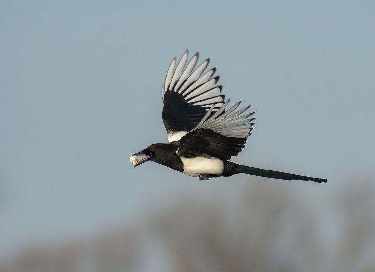 Сорока Эстетика