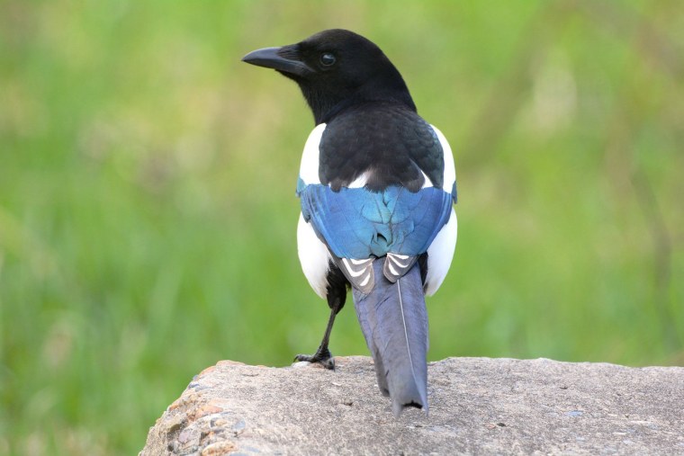 Сорока белохвостая