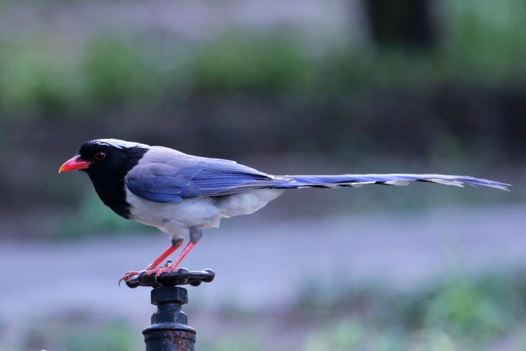 Красноклювая Лазоревая сорока