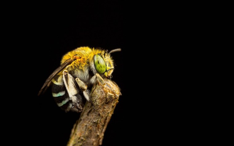 Пчела на темном фоне