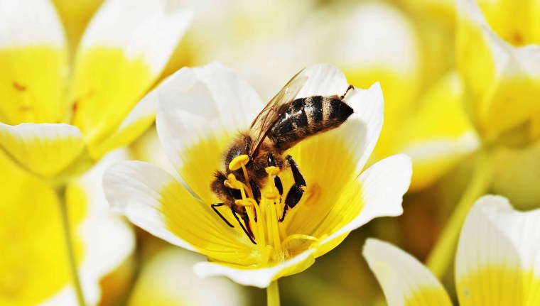 Желтое на белом