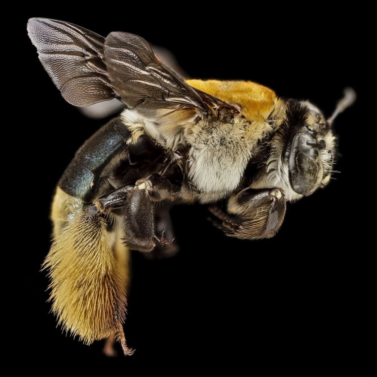 Мохноногий Шмель