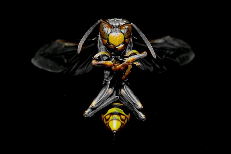 Шершень арт