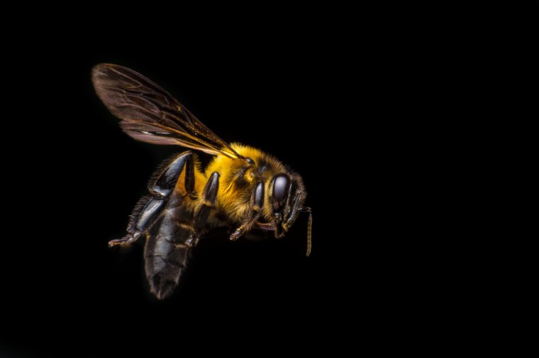 Пчелиный яд