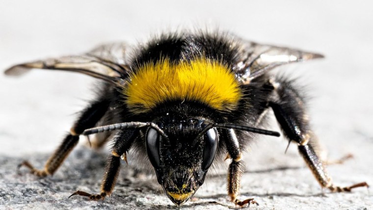 Bumblebee nature Шмель