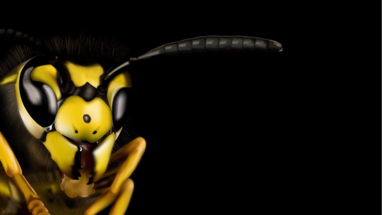 Оса на черном фоне