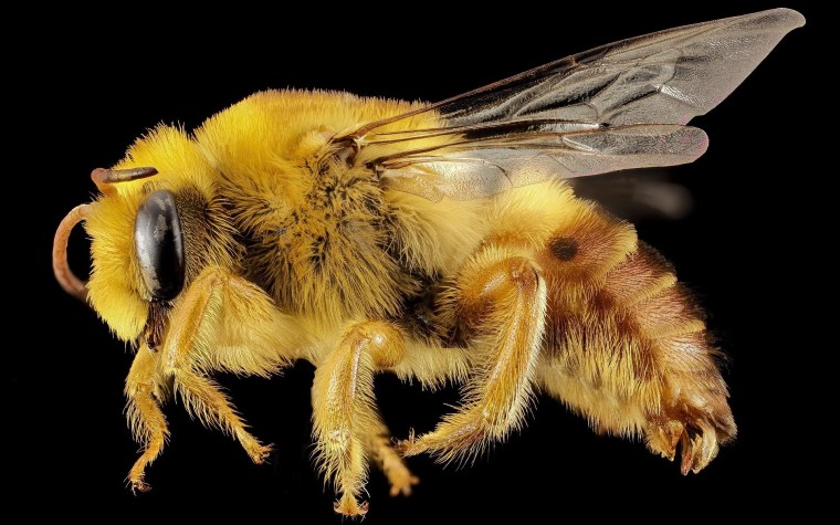 Пчелка насекомое