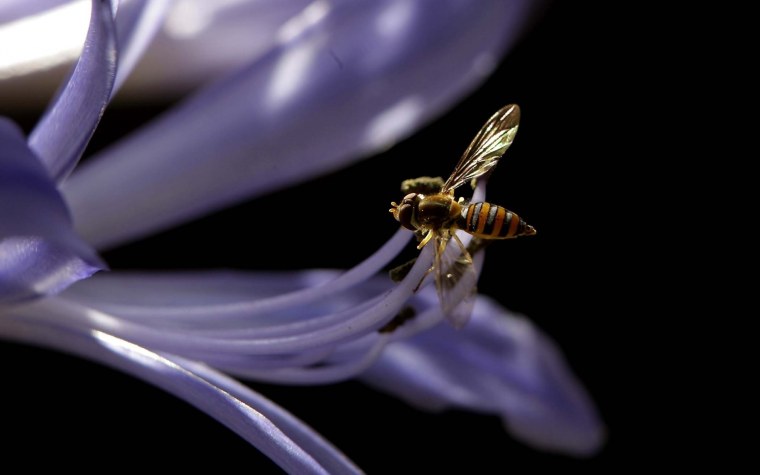 Макро на черном фоне