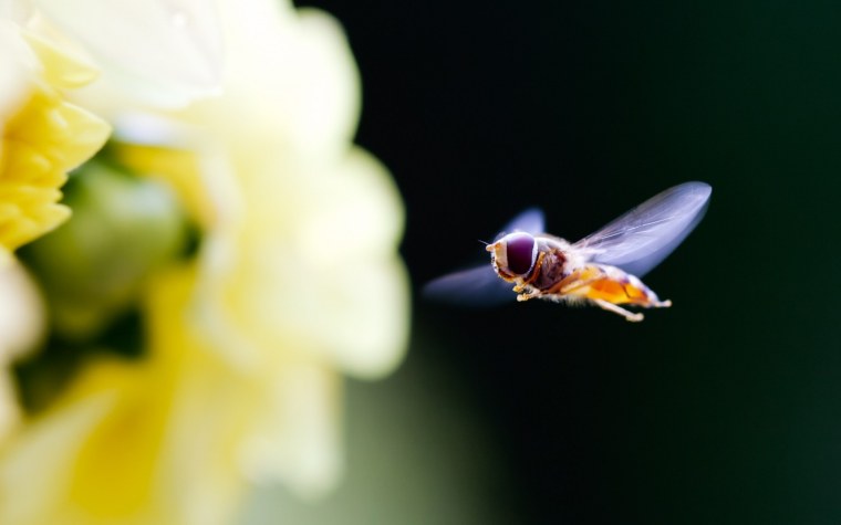 Макромир пчела