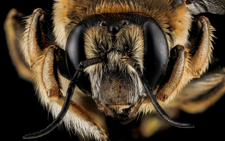 Пчела макро