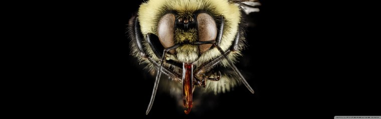 Смешные обои на рабочий стол бесплатно на весь экран