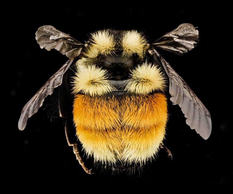 Шмель Черского Bombus czerskii