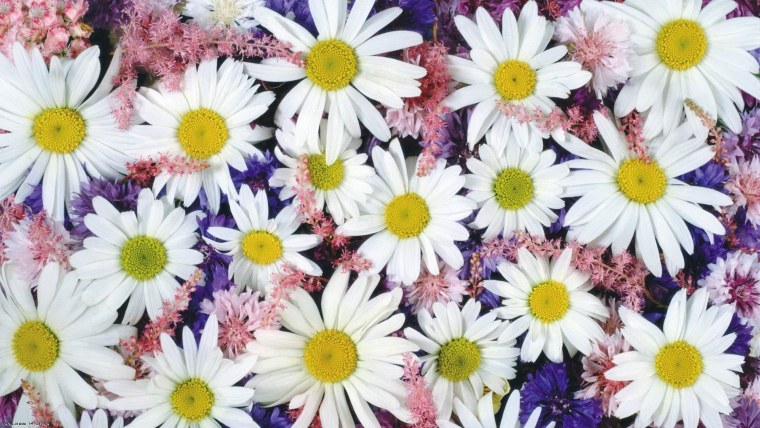 Остеоспермум сиреневый