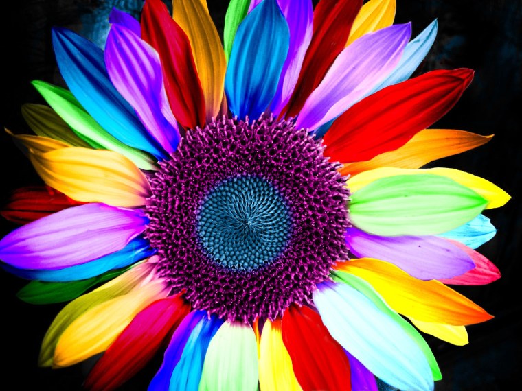 Цветок с разноцветными лепестками