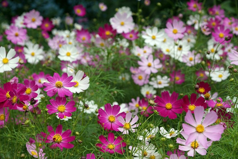 Цветик многоцветик