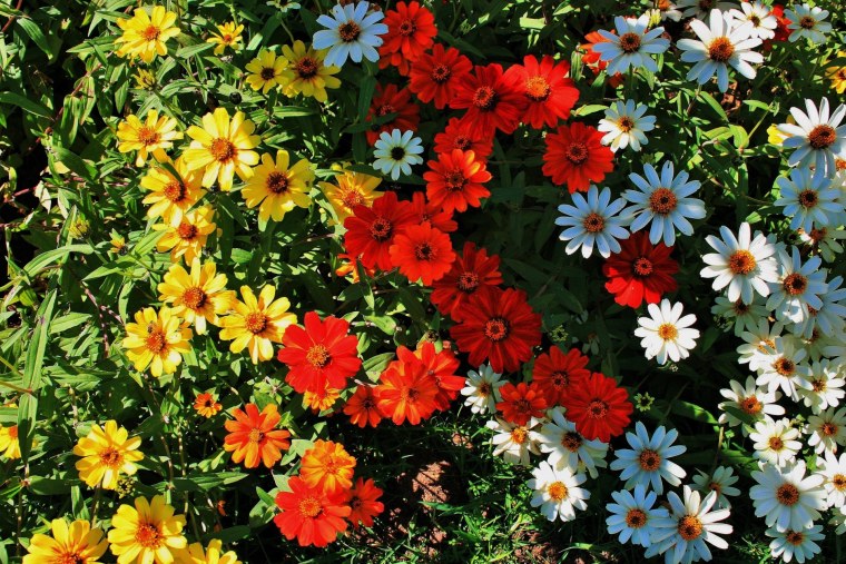 Разноцветная Ромашка на белом