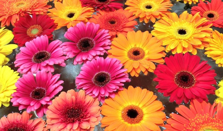 Цветик семицветик