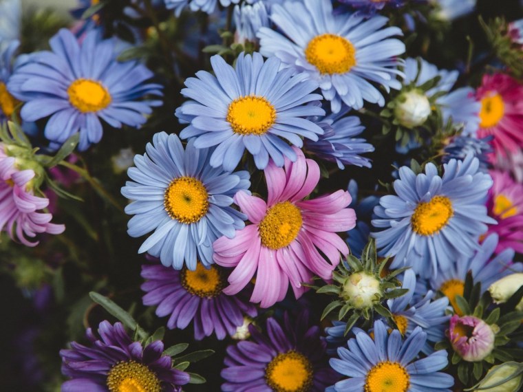 Группа Цветик семицветик