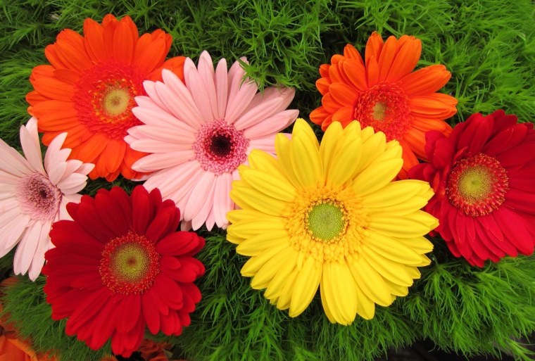 Поле гербер