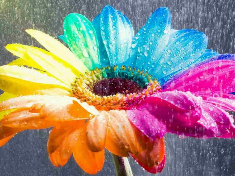 Разноцветные цветы